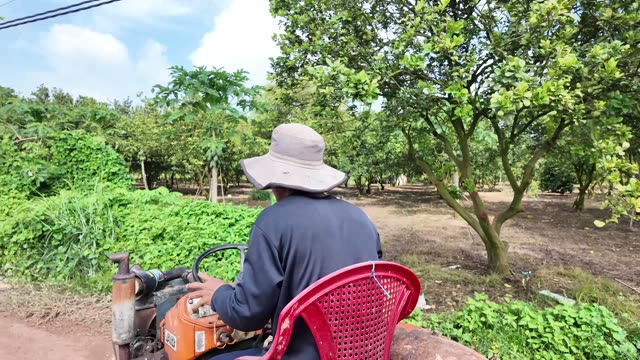 Worker Riding Tractor Through Orchard