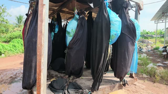 Close-Up Of Hanging Protective Bunch Bags