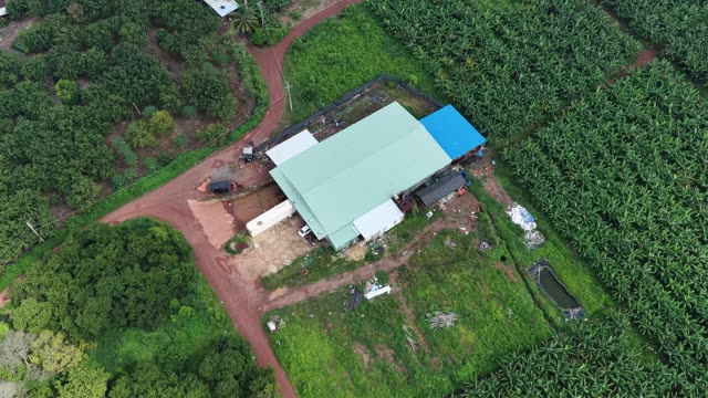 Farm Shed Amid Bananas