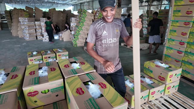 Smiling Worker Among Banana Boxes
