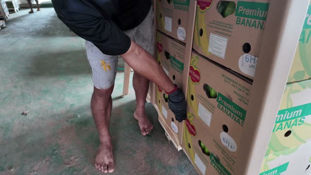 Close-Up Of Worker Adjusting Banana Box