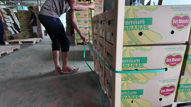 Worker Strapping Stacked Banana Boxes