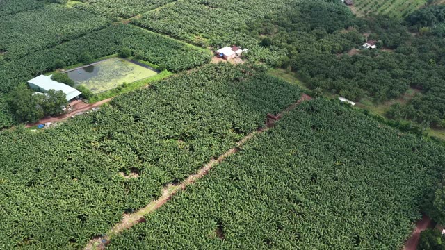 Banana Plantation Fields