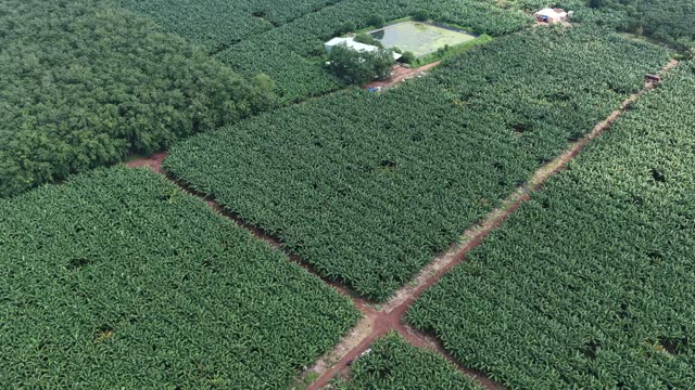Green Banana Rows Aerial