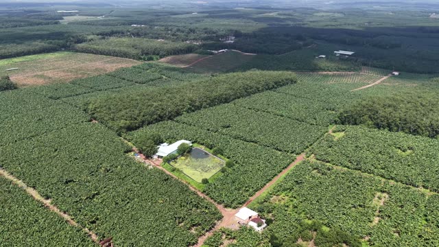 Sprawling Plantation Panorama