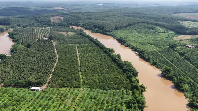 Riverside Orchard Rows