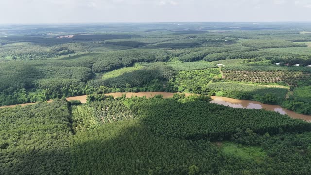 Aerial Vista Green Plantation Countryside