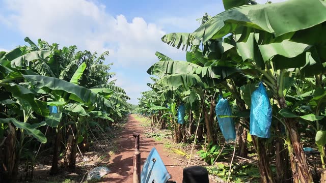 Driving Through Banana Plantation Rows