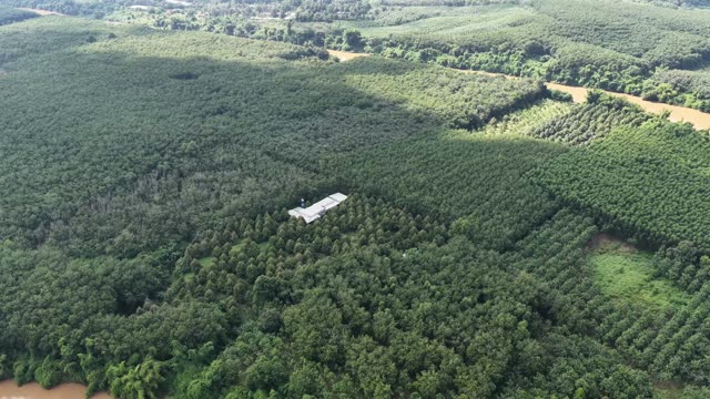 Lone Farm Shed Amid Plantation