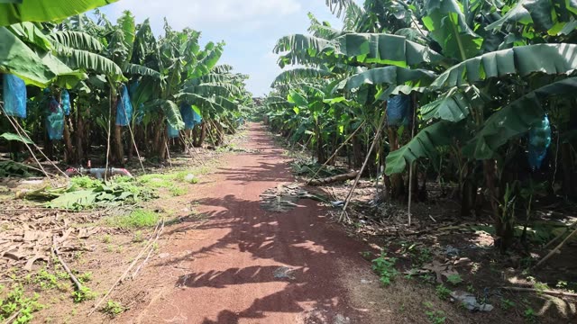 Dirt Path Through Banana Plantation Rows
