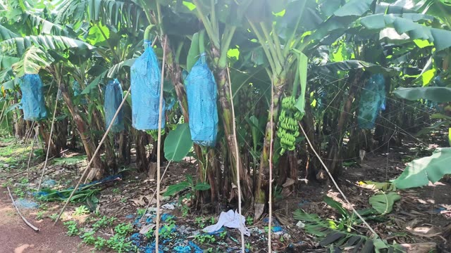 Close-Up Of Bagged Banana Bunches On Trees