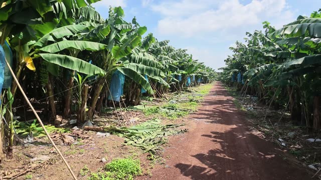 Wide View Of Banana Plantation Path
