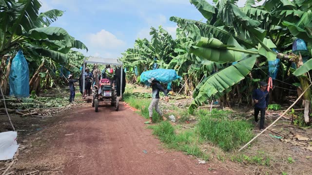 Worker Carrying Bunch Toward Trailer