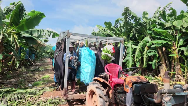 Worker Standing On Trailer With Bags