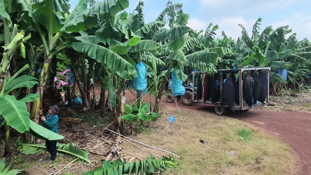 Worker Checking Banana Bunch On Tree