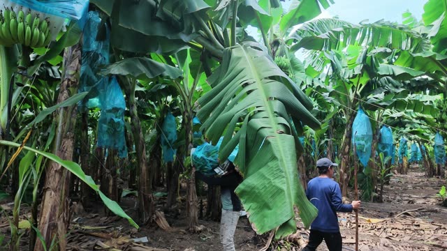 Workers Handling Bagged Bunch Under Leaves