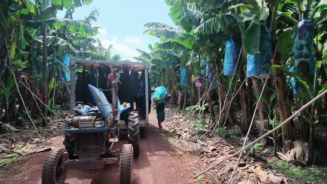 Tractor And Worker On Banana Plantation Path