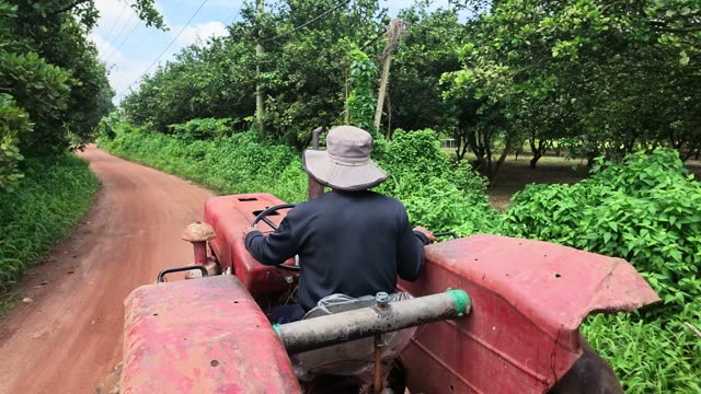 Worker Driving Tractor Along Orchard Road