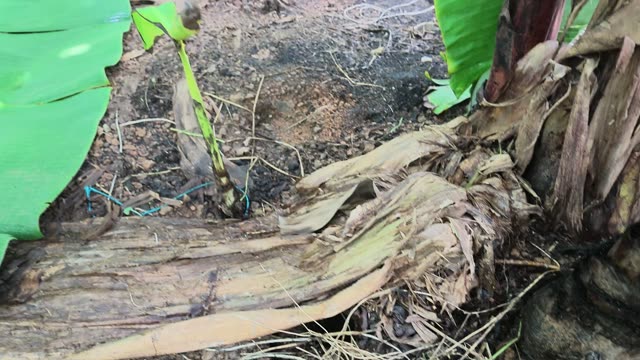 Close-Up Of Cut Banana Tree Trunk