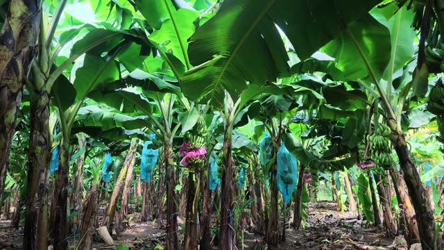 Low Angle Through Banana Leaf Canopy