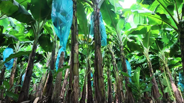 Low Angle Of Banana Trunks With Bagged Bunches