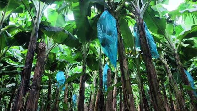 Low Angle View Through Banana Canopy