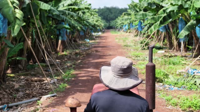 Worker Riding Tractor Down Plantation Path