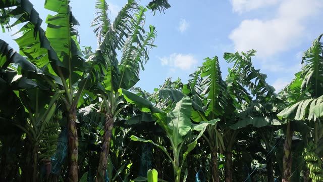 Wide View Of Banana Canopy Against Sky
