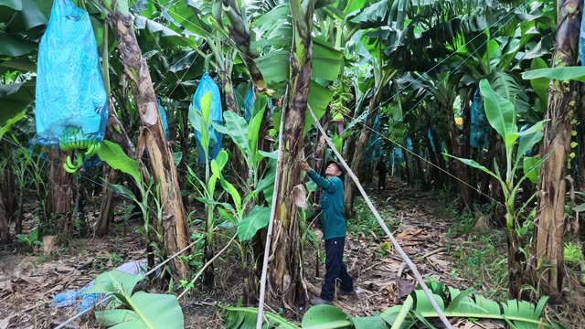 Worker Reaching Up To Check Bunch