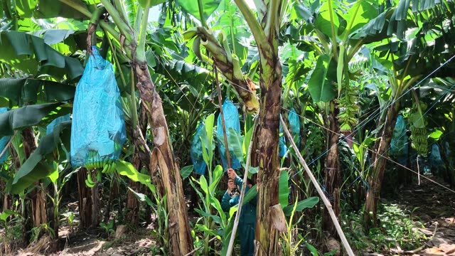 Worker Cutting Bunch With Hook Tool