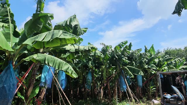 Wide Canopy View With Bagged Bunches