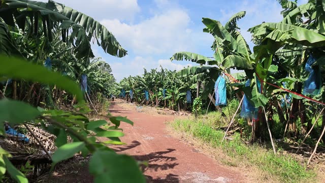 Dirt Path Through Banana Plantation