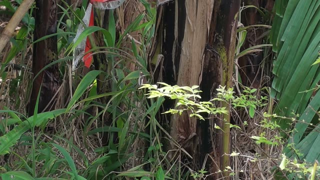 Close-Up Of Marked Banana Tree Trunk