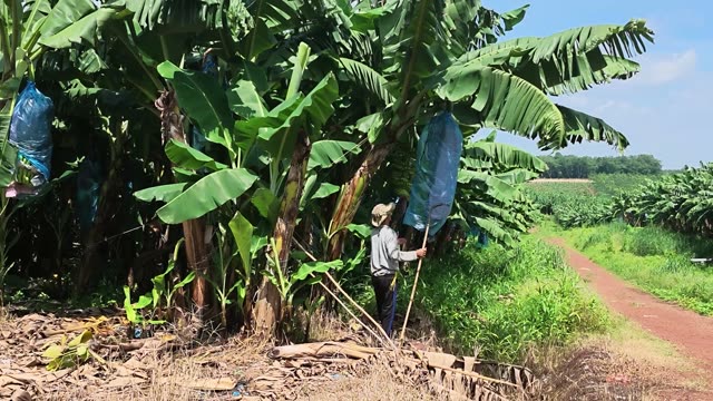 Worker Reaching Up To Bagged Bunch