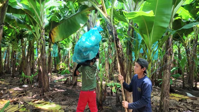 Worker Carrying Bunch With Helper Beside