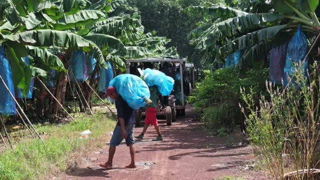 Worker Carrying Bunch Toward Tractor