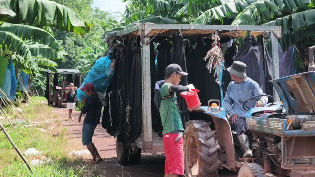 Workers Preparing Trailer By Tractor