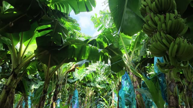 Low Angle Of Banana Bunch In Canopy