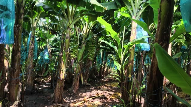 Wide View Through Plantation Row