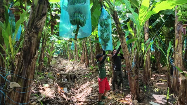 Workers Hanging Bunch On Hook