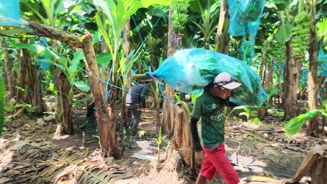 Worker Carrying Bunch Through Cleared Row