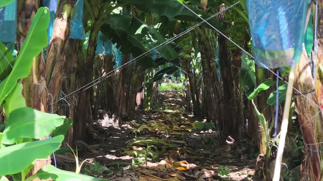 Wide View Of Banana Plantation Path