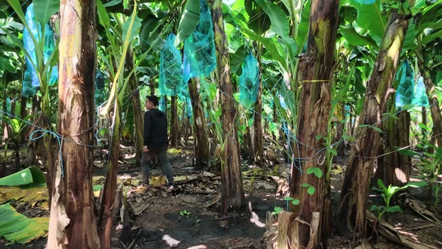 Worker Walking Through Bagged Banana Rows