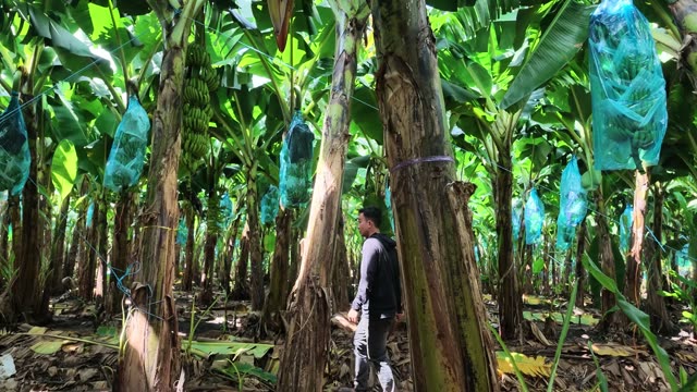 Worker Standing By Ripe Banana Tree