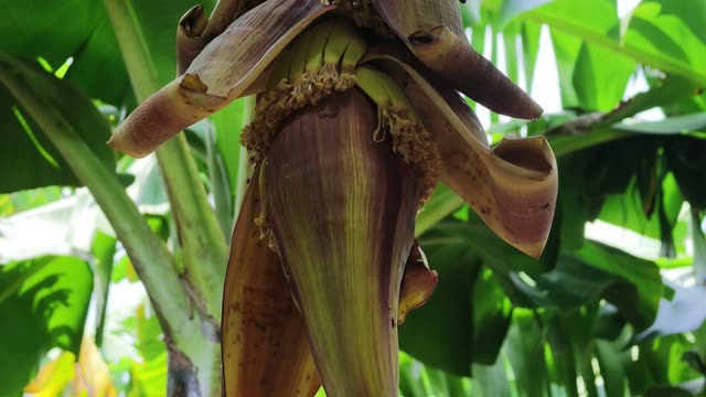Close-Up Of Banana Flower Blossom
