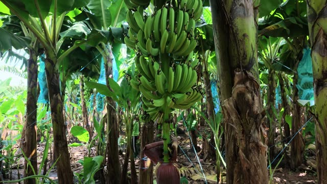 Close-Up Of Ripe Banana Bunch On Tree