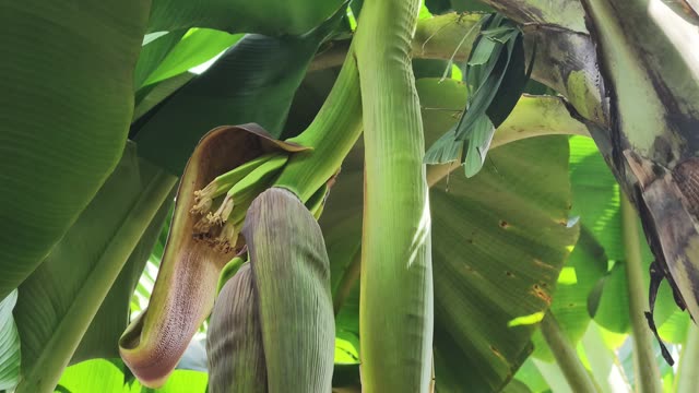 Close-Up Of Banana Blossom Under Leaves