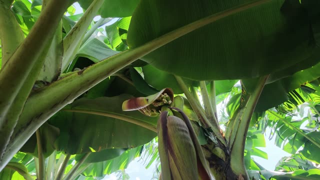 Close-Up Of Banana Blossom Under Canopy