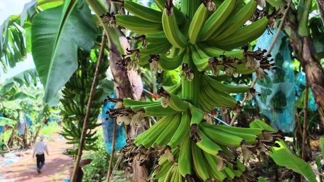 Close-Up Of Green Banana Bunch And Blossom