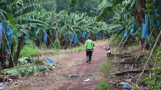 Worker Walking With Hook Along Plantation Path